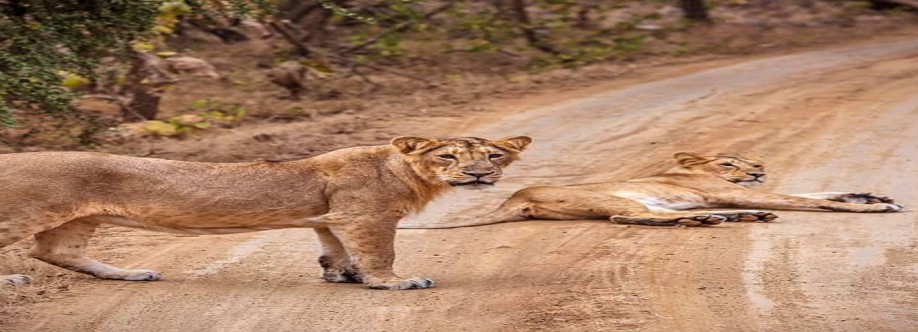 Gir Lion Safari Profile Picture